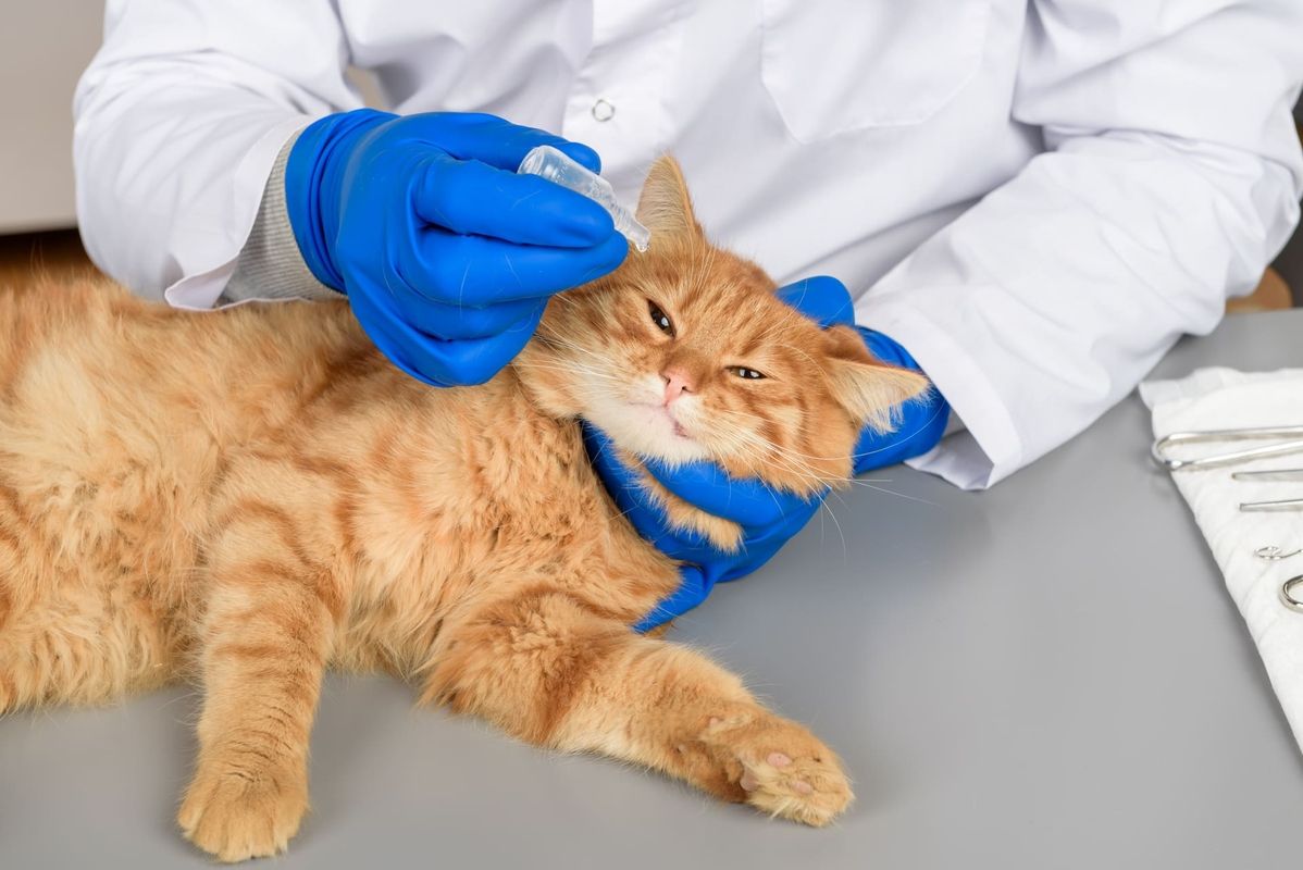 Katze bekommt von einem Tierarzt Augentropfen verabreicht